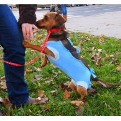 T-shirt chat, chienne